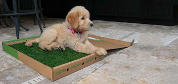 cute puppy on a gotta go grass outdoor pee pads