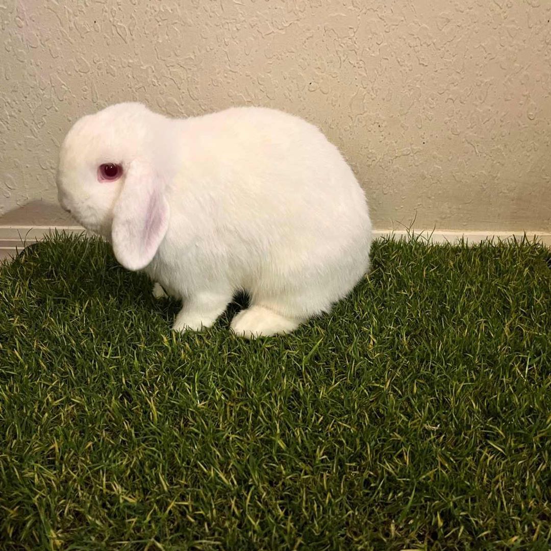 Small Animal Grass Pee Pads