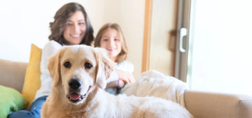 happy dog with owner