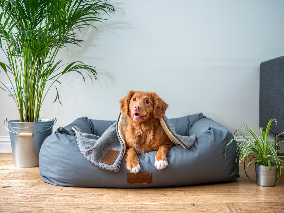 Why Do Dogs Scratch Their Beds?