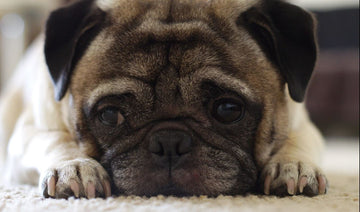 4th-of-july-fireworks-how-to-keep-dogs-calm