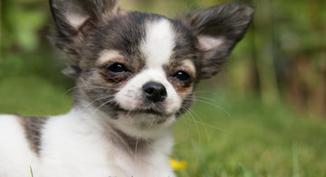 A Chihuahua relaxes on a lush green lawn