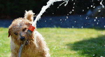 A dog playing with a water hose in a lawn field