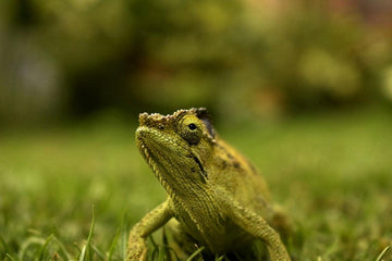 A green chameleon on green grass