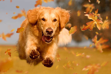 A happy dog in a fall setting.