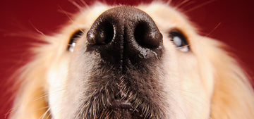 Why Do Dogs Sniff Butts