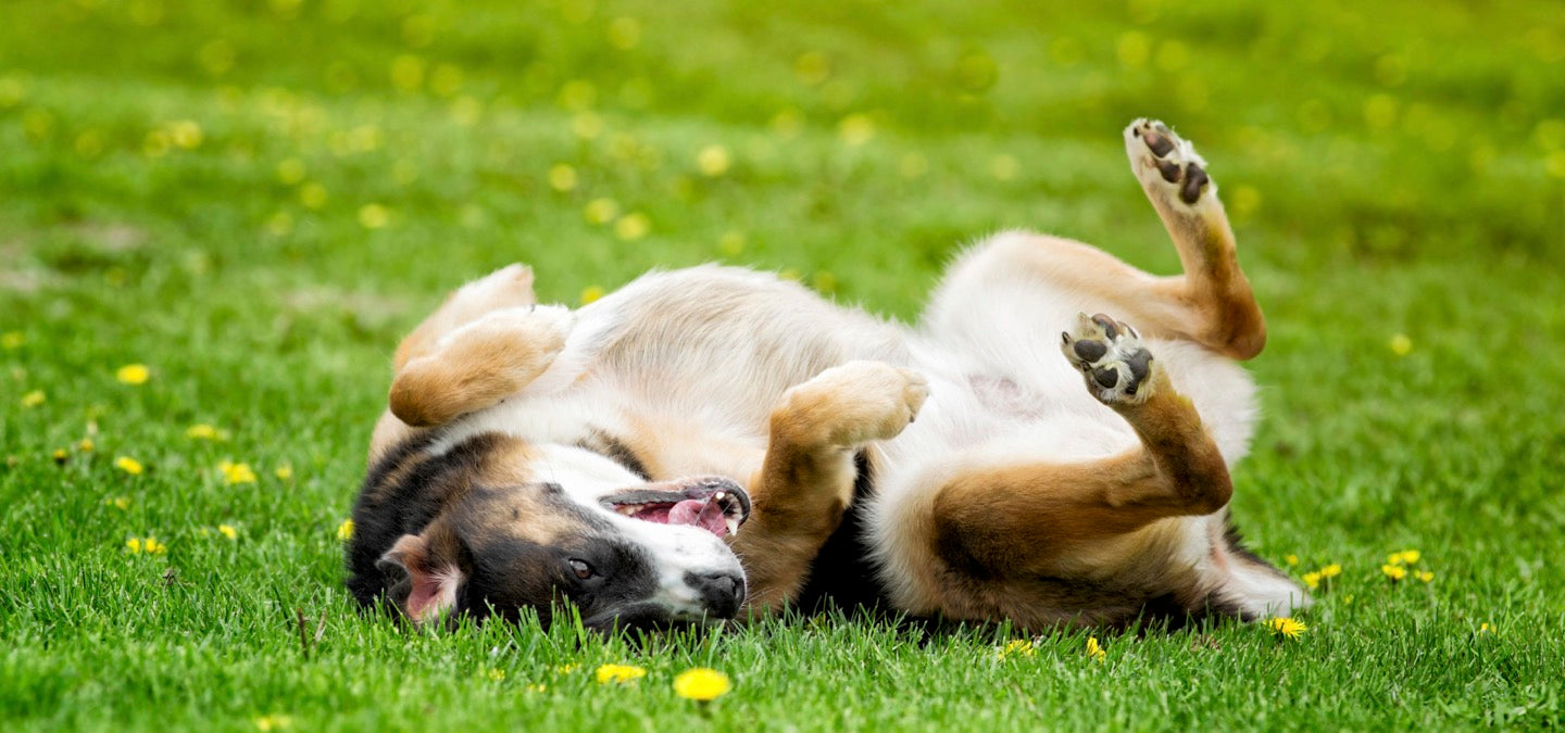 Scent and Sensibility: Why Dogs Choose to Roll in Poop