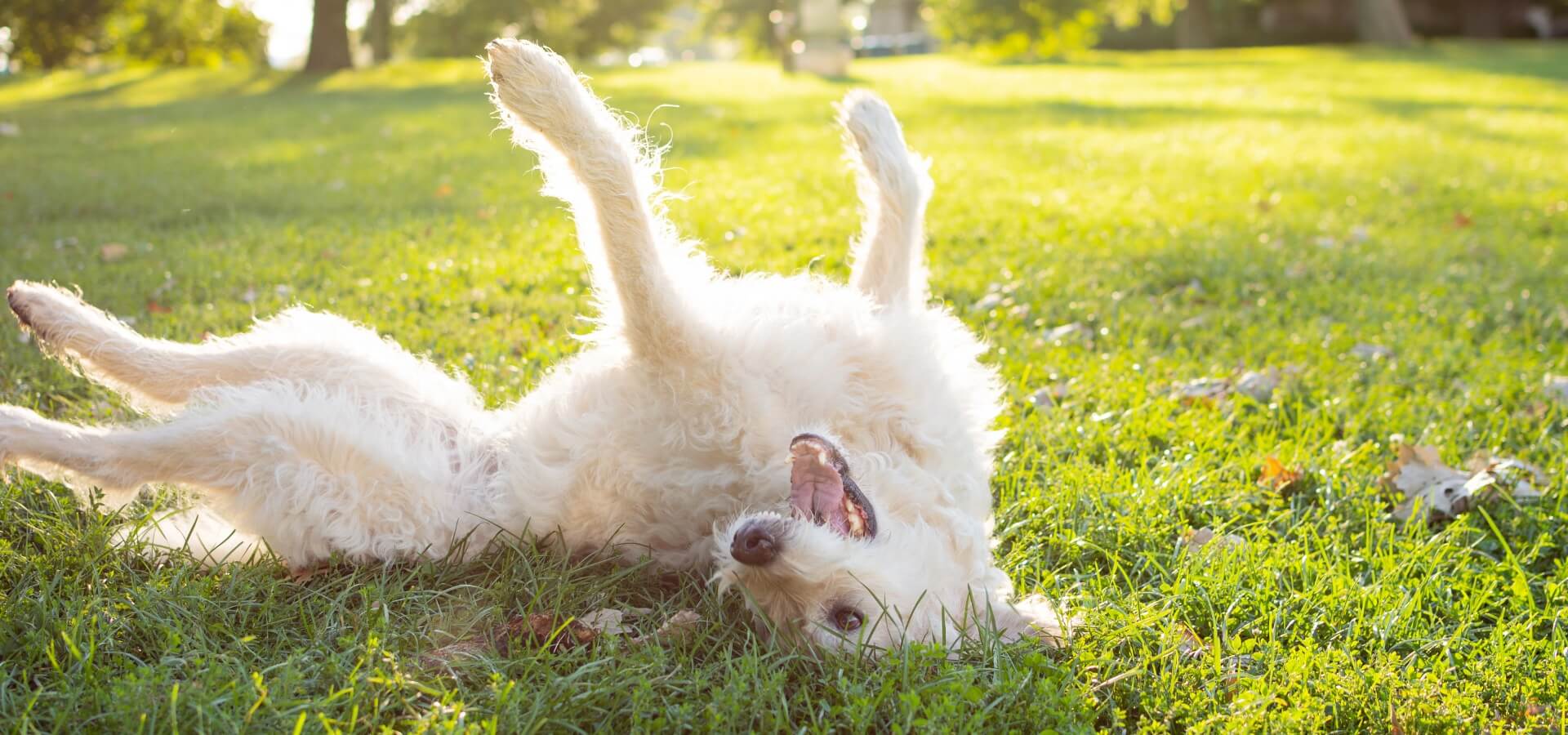 Why Dogs Love Rolling on the Grass