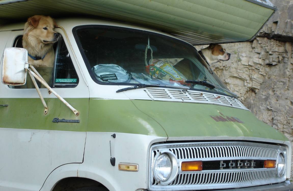 How to Camp Safely with Your Dog