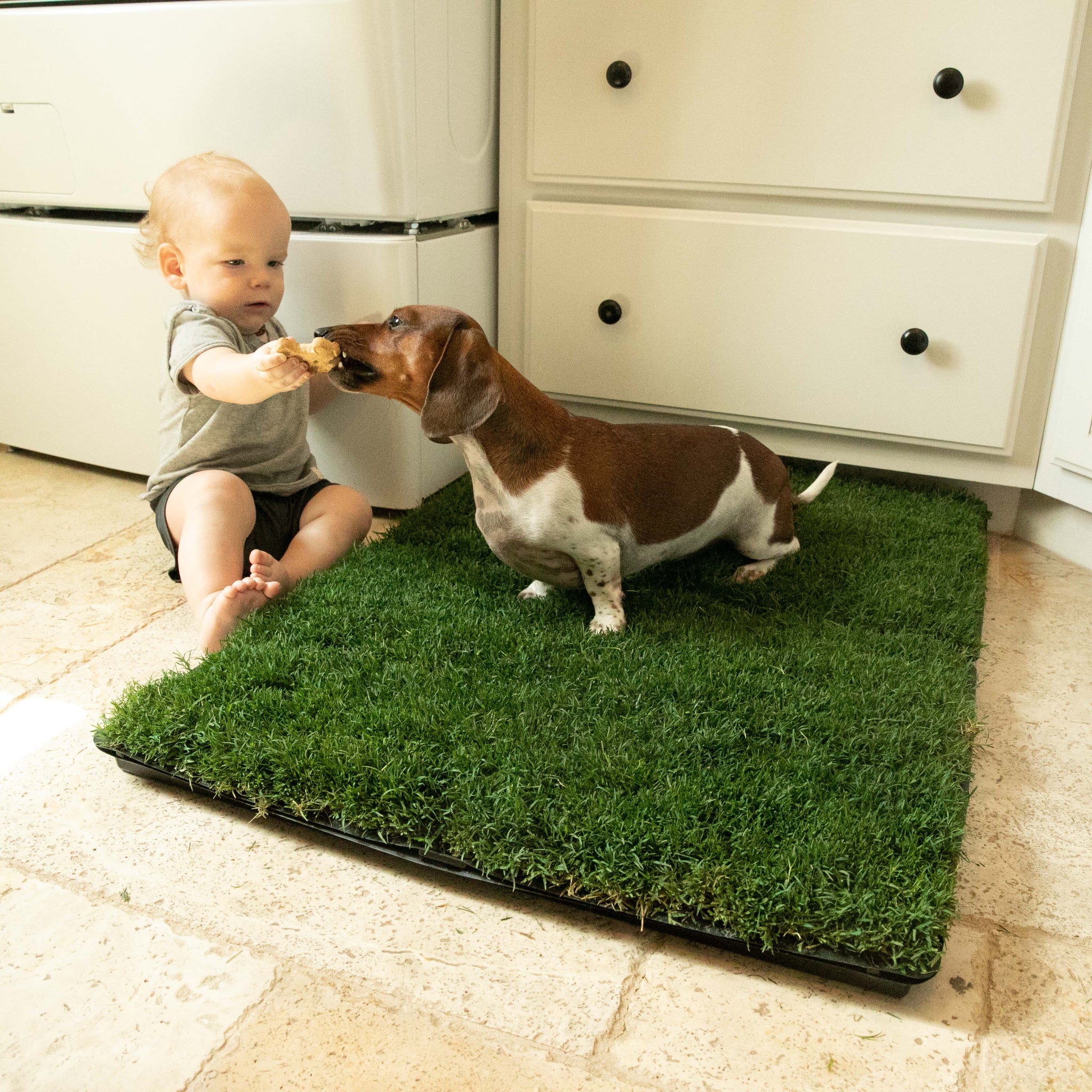 Indoor Grass Potty Pad - your pet's natural space for relief, and a partner for happy family