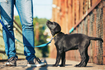 Puppy Training Tips and Tricks