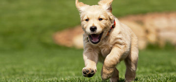 Why Do Dogs Get Hiccups