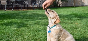 Routine for Potty Pad Training