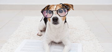 Dog with eyeglasses and textbook