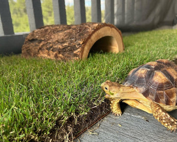 Sulcata tortoise exploring Gotta Go Grass