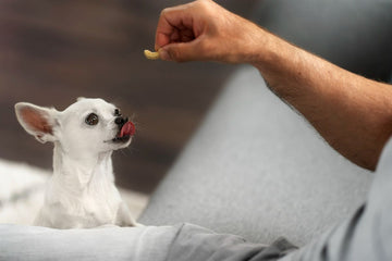 The Best Puppy Treats to Help Potty Train Your Puppy