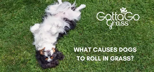 Furry Antics Explained: Why Do Dogs Roll in Grass?