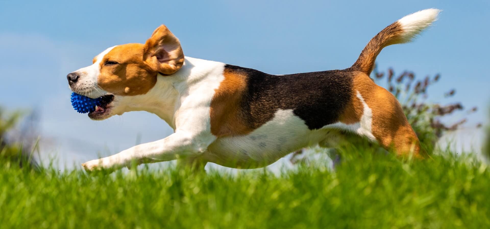 Dog Toy Choices: Why Squeaky Over Silent?