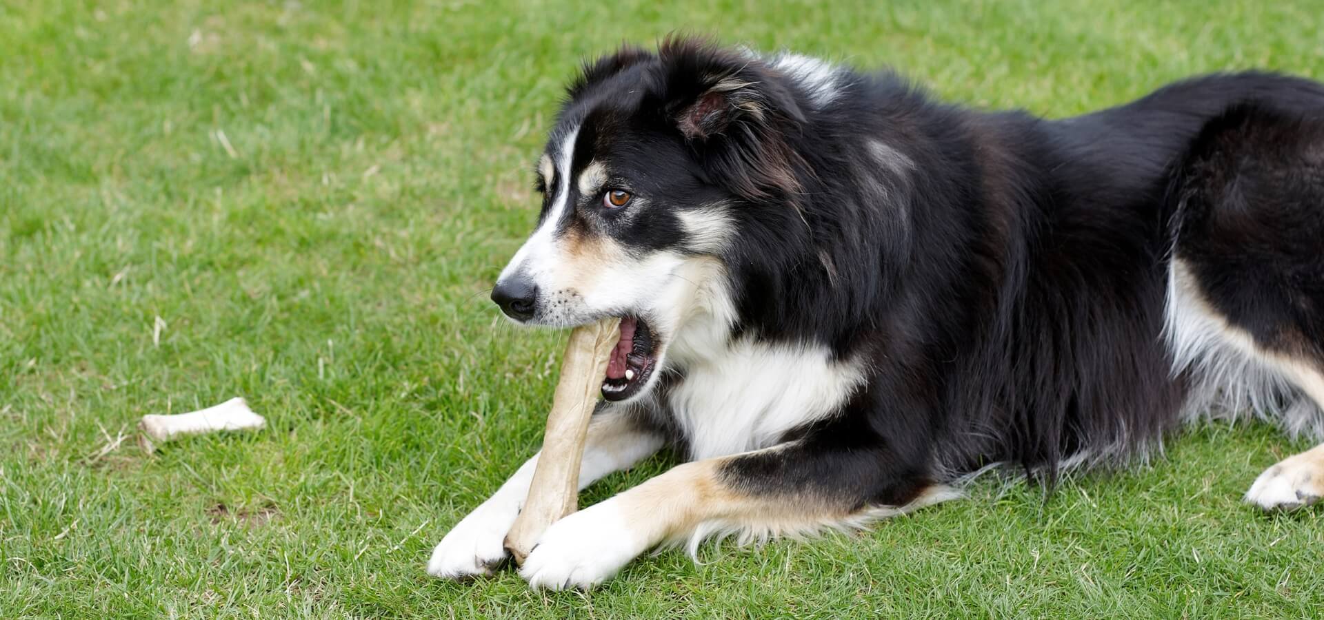 From Wolves to Woofs: Why Do Dogs Like Bones?