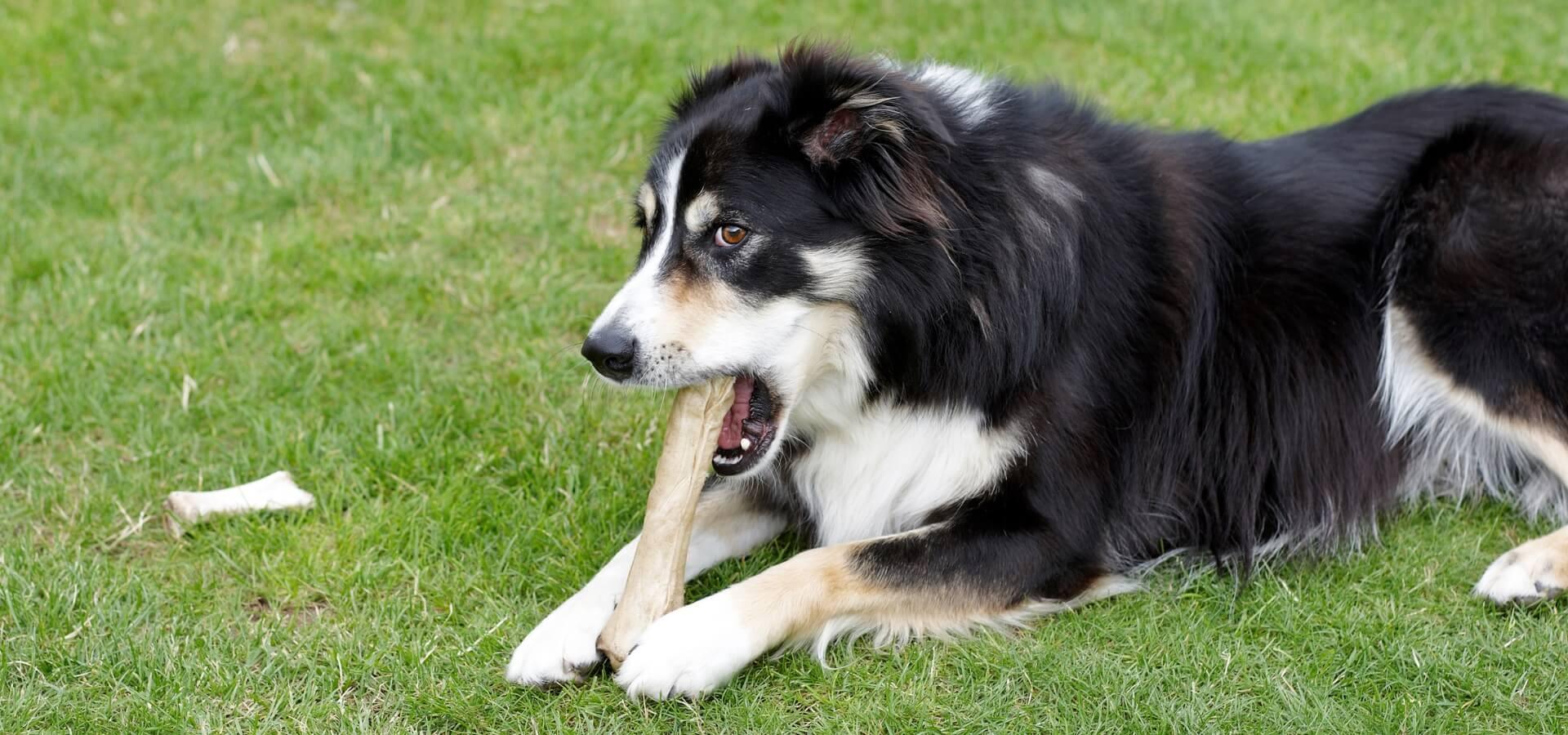 Why Do Dogs Like Bones
