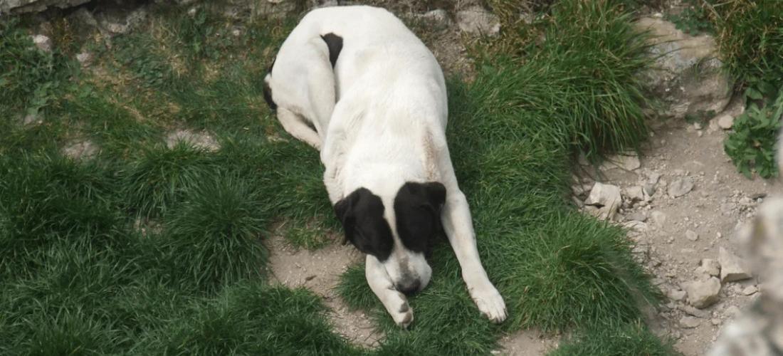 Why Do Dogs Eat Rocks and What You Can Do About It