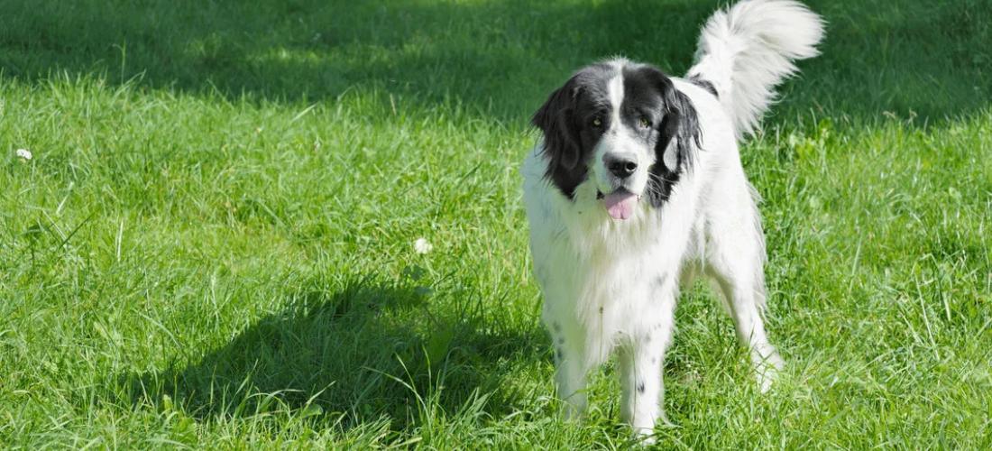 Why Do Dogs Have Tails