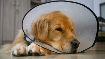 after-care-for-neutered-dog