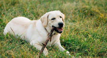 are-dog-dental-chews-effective