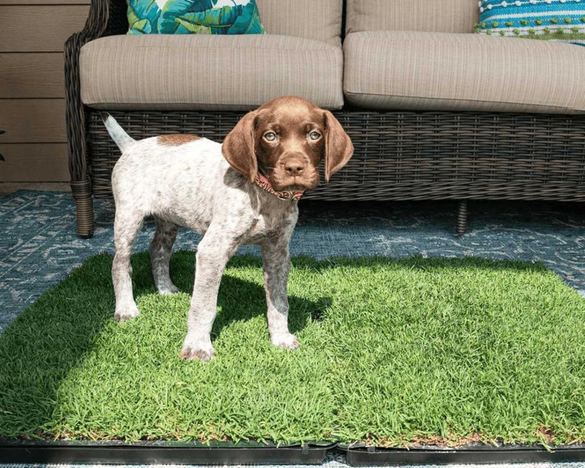 are-grass-pads-sanitary-for-dogs