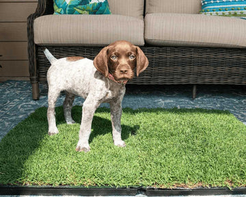 are-grass-pads-sanitary-for-dogs