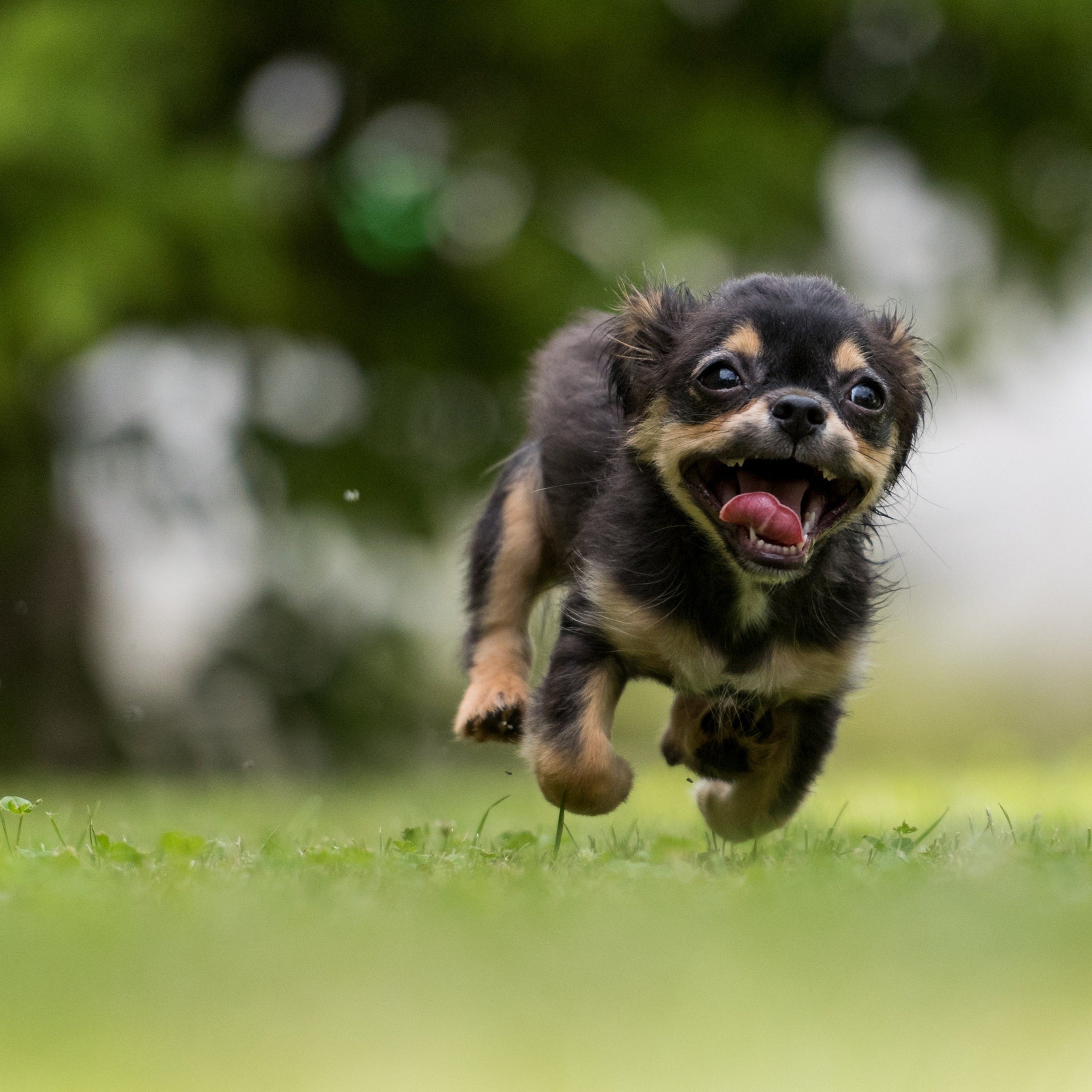 are-small-dogs-harder-to-potty-train