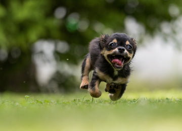 are-small-dogs-harder-to-potty-train