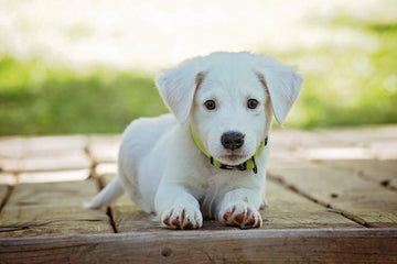 Dog Training Tips: Basic Things Your Puppy Should Learn