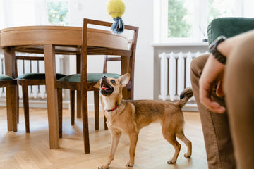 beginner-dog-tricks