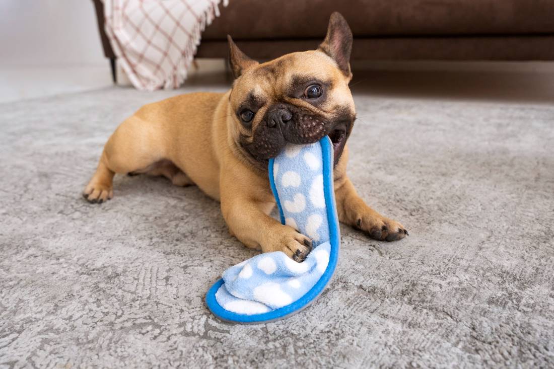 benefits-of-chew-toys-for-dogs