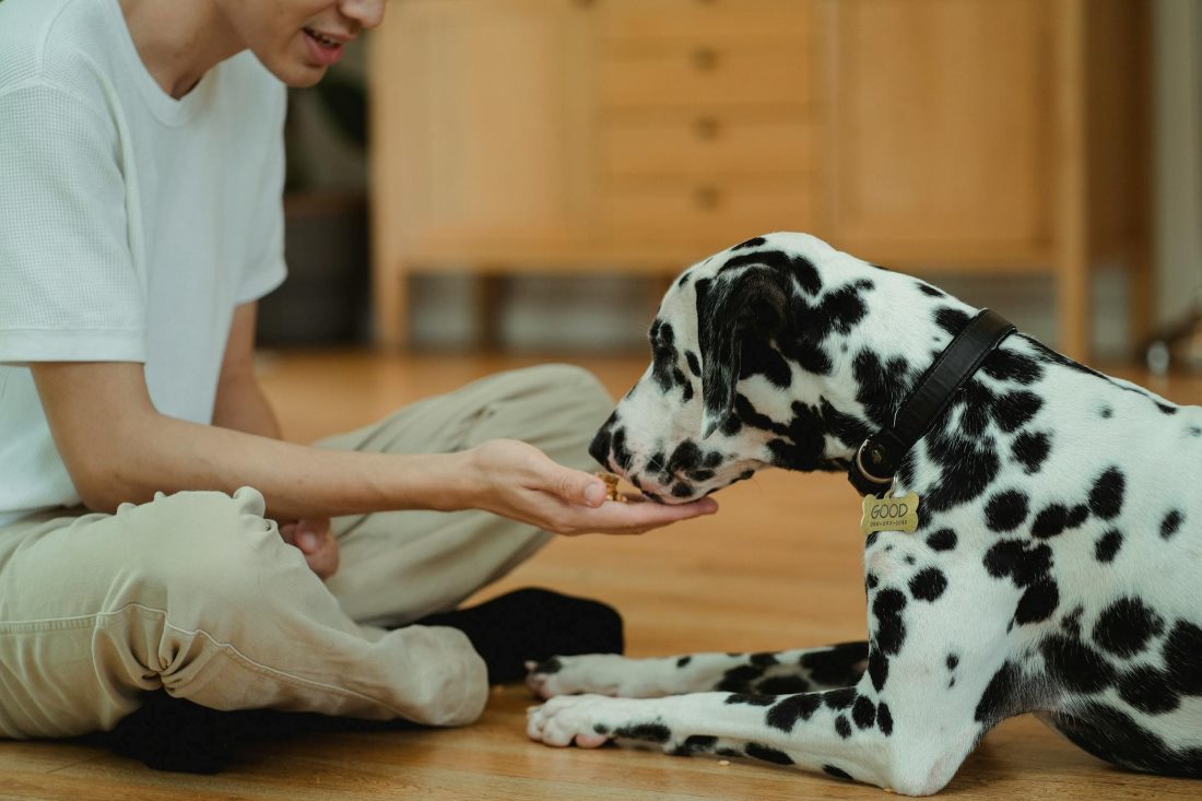 benefits-of-dog-treats-how-to-use-it