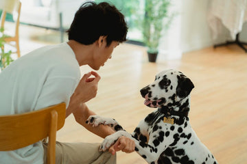 best-commands-for-dogs-apartment-living