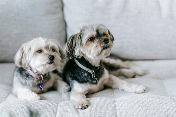 best-dog-breeds-for-apartment