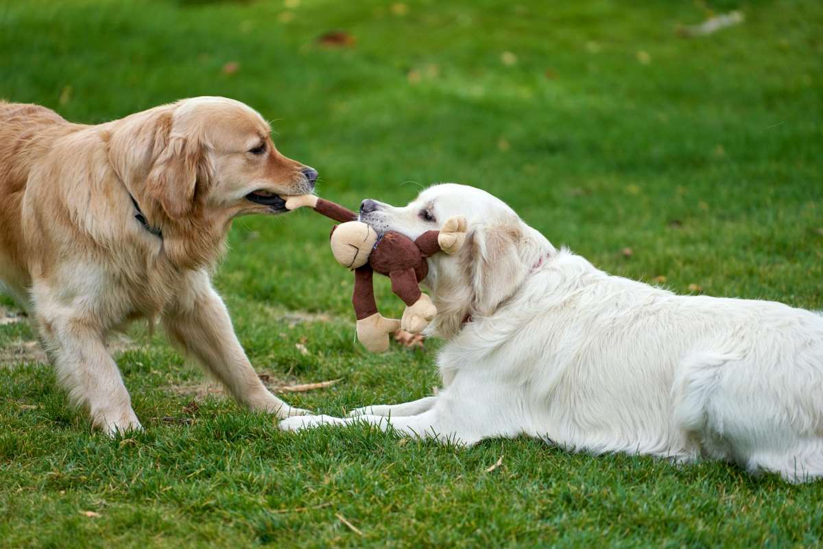 best-grass-pad-for-multi-dog-households