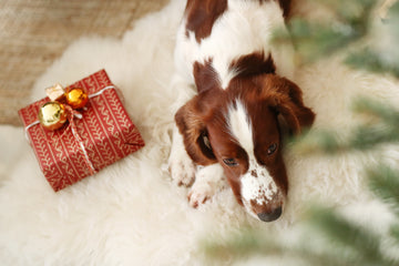 best-holiday-gifts-for-dogs