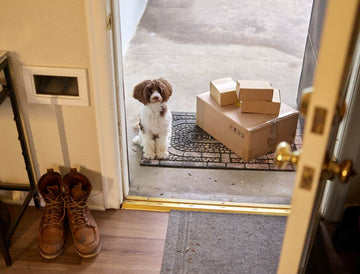 can-dogs-find-their-way-home