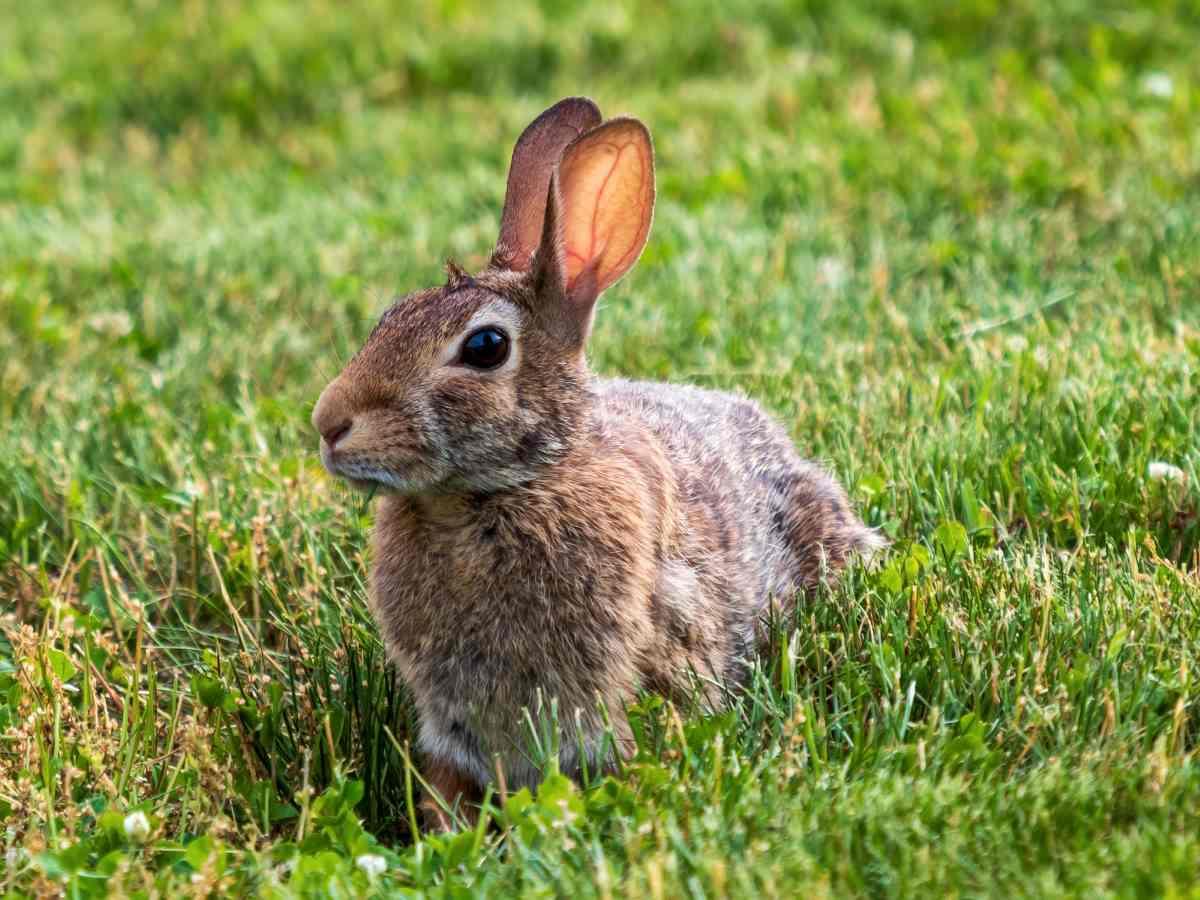 Can You Use Grass Pads for Rabbits? - Gotta Go Grass