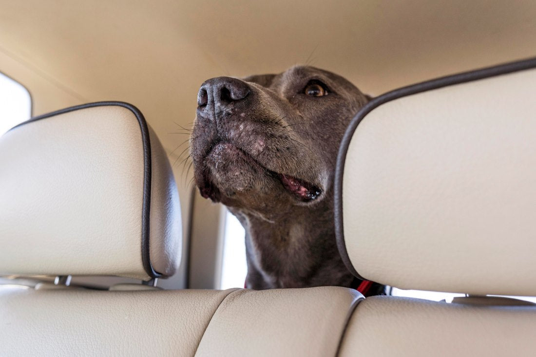 car-travel-with-dogs