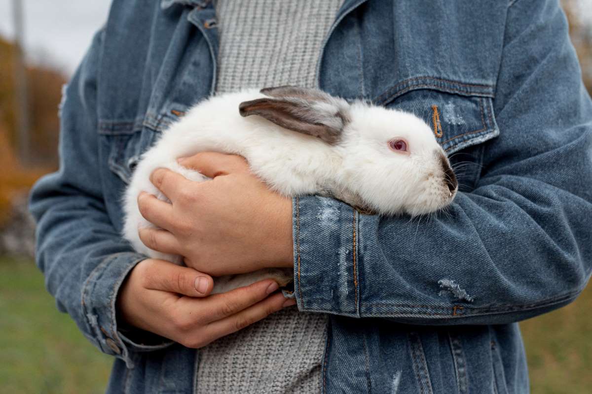 common-rabbit-behaviors-and-meanings