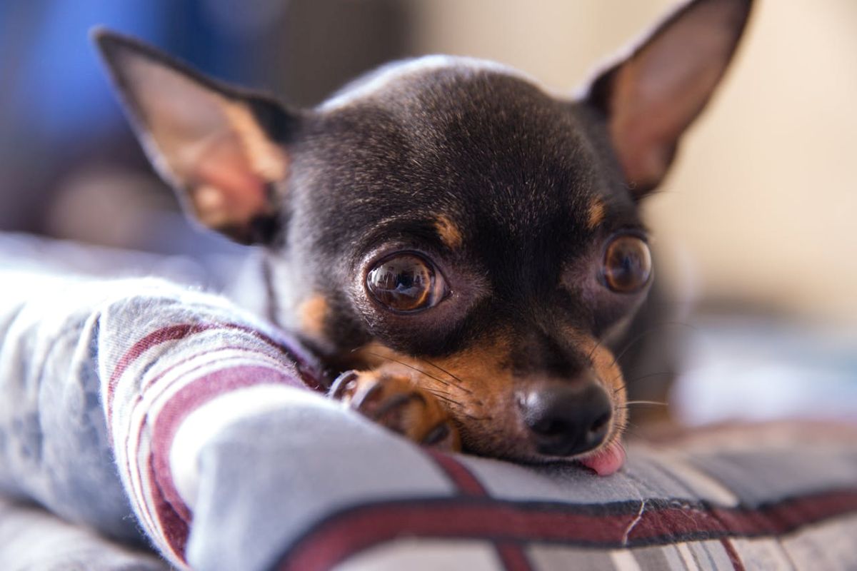 dental-care-for-small-dogs-chihuahuas