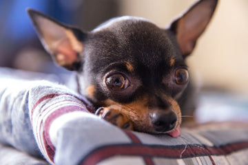 dental-care-for-small-dogs-chihuahuas