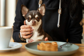 dining-with-dog-etiquette-tips