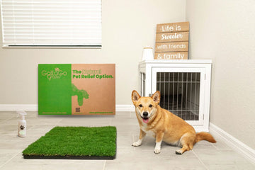 do-sprays-to-attract-dog-to-pee-work