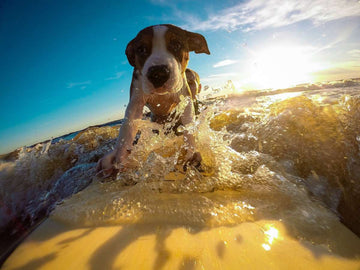 dog-beach-essentials