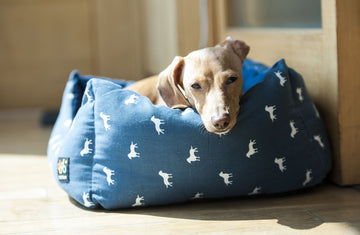 Why Do Dogs Pee on Their Beds?